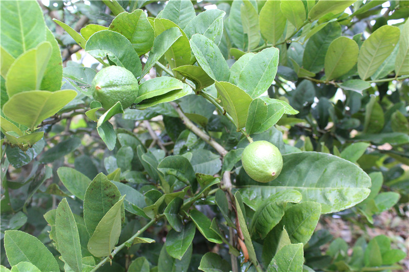 鎰辰,鎰辰集團(tuán),鎰辰智造,鎰辰鋼鐵,奧特浦斯,天津奧特浦斯